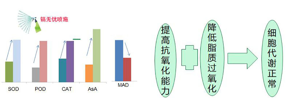 镉无忧叶面阻控剂